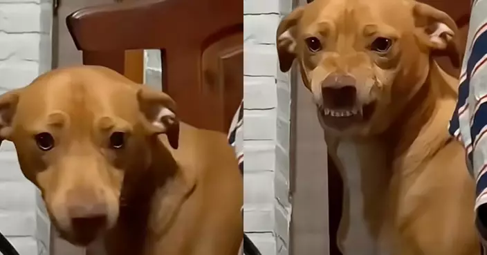 想入家門先過我這關！狗狗看到飼主男友秒變兇狠臉直接化身「嚴苛老爸」