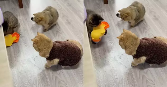 飼主買「藏食玩具」練耐心 虎斑貓抱起猛摔砸爛似摔角震驚同伴