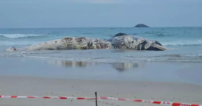 西貢鹹田灣發現鯨魚腐屍　漁護署：料為鬚鯨從外海飄流而至