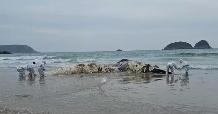 漁護署：鹹田灣鯨魚屍體已完成清理