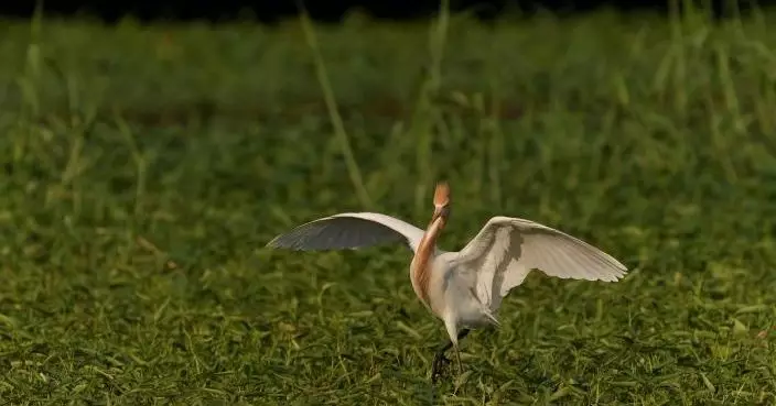 環保署：AI鳥類偵測系統與樹木掃描技術 可用於北都基建環評