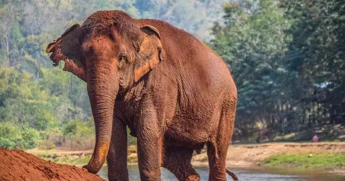 印度東部賈坎德邦至少20人被野生大象襲擊致死