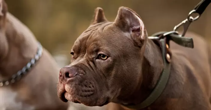 蘇格蘭男遭友人惡霸犬啃食遺體毀損僅剩雙眼 狗主未被起訴 家屬怒控司法不公