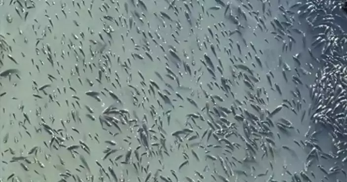 凍到頂唔順？溫州河道驚現密麻麻「羅非魚陣」　疑難抵低溫集體浮水面取暖