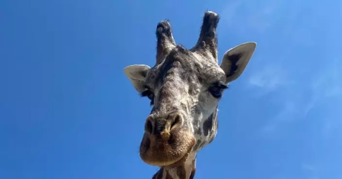 多倫多動物園明星長頸鹿「Kiko」意外死亡 遭棲地設施門夾頸 無緣見將出世第三胎