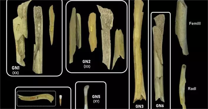 證人食人傳說係真？比利時洞穴4.5萬年前尼安德特人婦孺骨骸現切割痕
