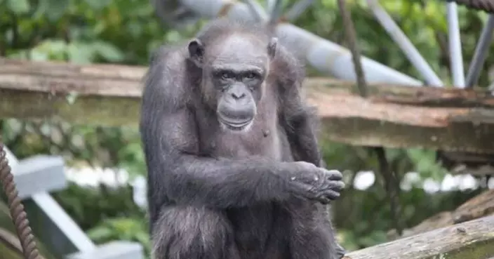 日本天才黑猩猩「愛」以49歲高齡辭世！能辨識逾百漢字、英文字母 成靈長類研究傳奇