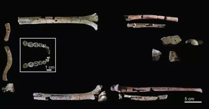 人類演化史重大發現！200萬年「能人」最完整化石出土  挑戰人類線性演化觀點