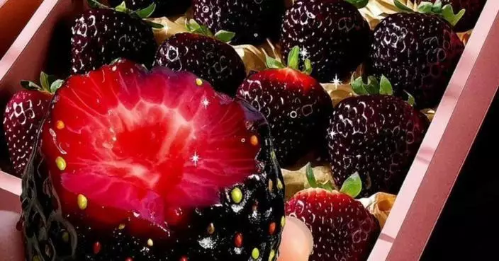 稀有黑士多啤梨炒到食唔起 一斤索價300元 果農卻直言：唔一定好賺