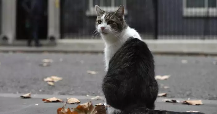 英國首相會晤波蘭總統 離場時「第一貓」賴瑞突衝出 攝影師險被絆倒場面逗趣