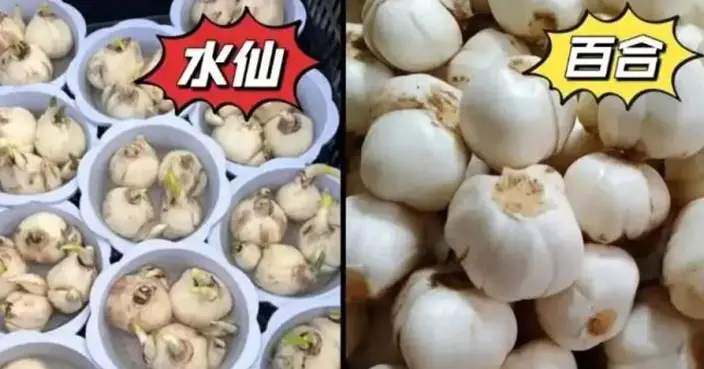 誤將水仙當百合！盒馬鮮生揀貨出事 消費者煮湯後中毒嘔吐 住院一天