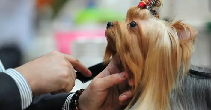 調查：寵物主人低估寵物危疾風險及相關醫療費用