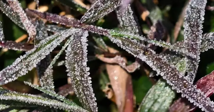 大埔粉嶺今早有市民拍攝到結霜　明早新界部分地區氣溫顯著較低