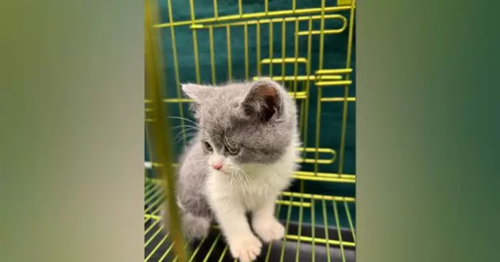 海關於羅湖檢獲一隻懷疑非法進口貓　巿值約2萬元