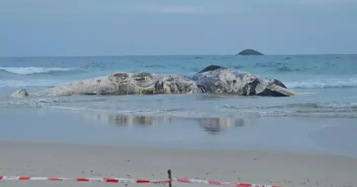 西貢鹹田灣水域發現鯨魚屍體　漁護署相信為鬚鯨已死亡一段時間