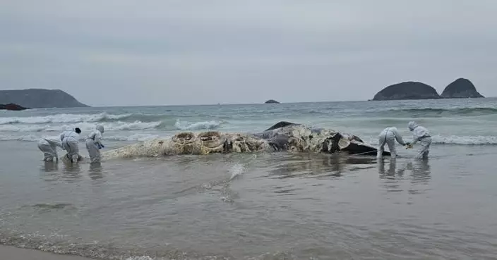 鹹田灣發現鬚鯨屍體　漁護署完成屍體棄置及清理工作