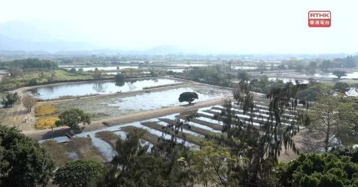 落馬洲濕地出沒鳥類較2007年升25%　港鐵與港大試驗新措施