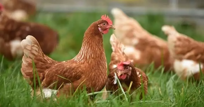 視為情緒支持動物 加國教授帶母雞上堂研究：寵物與心理健康