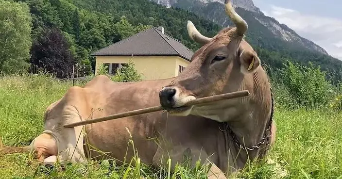 奧地利1乳牛熟練叼棒刷為自己「抓癢」認知能力或被長期低估