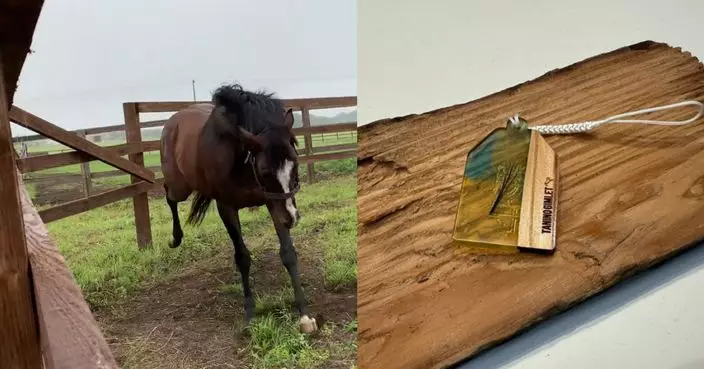 退役馬王變「破壞神」 踢爛木柵欄 日牧場變廢為寶製馬年限定御守熱賣