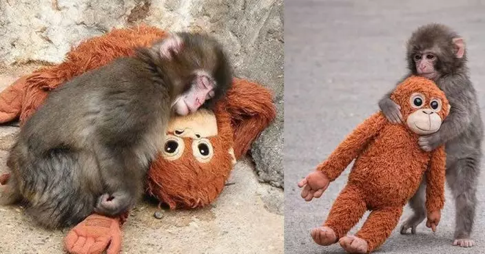 日人氣馬騮仔Panchi緊抱猩猩公仔 帶挈IKEA原價$129.9同款公仔二手價飆升4倍