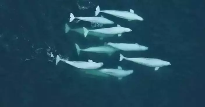 白鯨長壽基因密碼曝光 研究揭：靠配偶輪換構建強大遺傳屏障