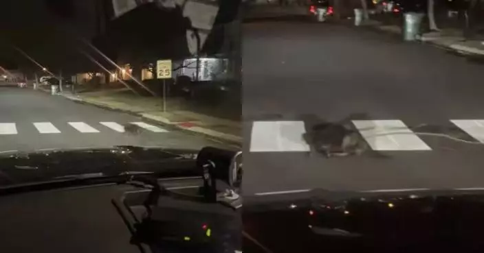 有片！河狸都識守交通規則？美警員深夜巡邏見牠乖乖沿斑馬線過馬路被萌翻