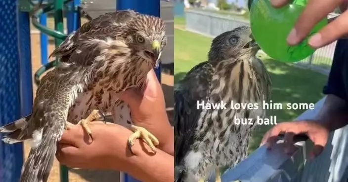 公園捕獲老鷹灌酒拍片曬網 加州男涉虐待野生動物遭判刑