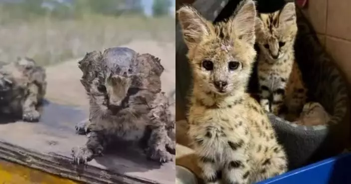 南非甘蔗園大火 2珍稀「藪貓」嚴重燒傷脫水 獲救援中心接治救一命