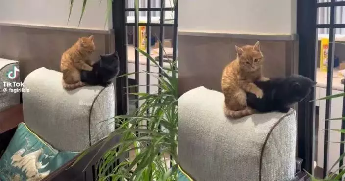 化身「專業按摩師」 橘貓溫柔踩踏同伴背部助放鬆畫面療癒又溫馨