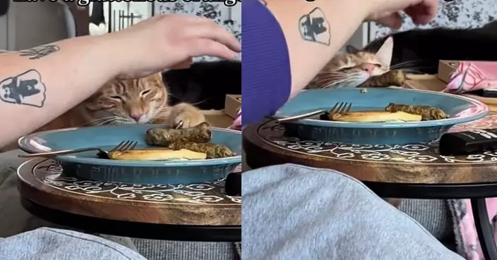 閉眼即以為隱身！橘貓瞇眼叼走飼主香腸似「特務」上身惹爆笑