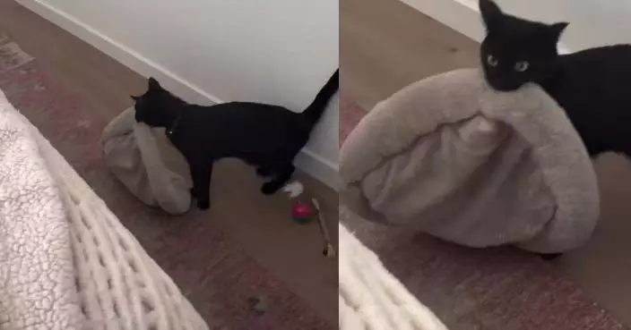 對貓毛過敏特別添置貓床 美國女飼主見黏人愛貓拖「小窩」上床哭笑不得