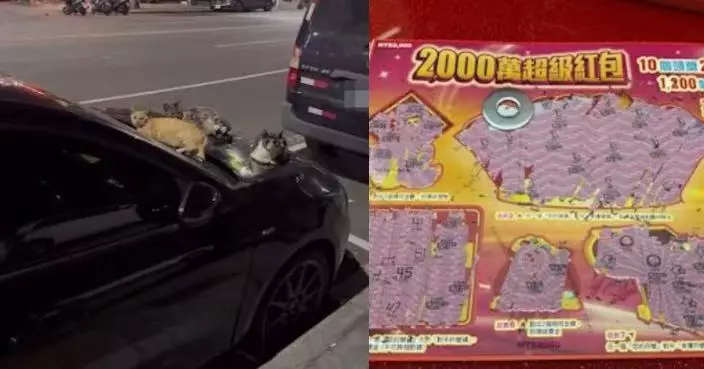 車輛泊路邊見3貓齊趴引擎蓋 台車主聽網民勸告買彩票試運氣即中獎