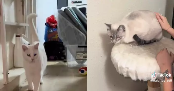 尋找3失蹤寵物貓 美國女意外揭租住2年房屋藏地下室 見詭異物品害怕搬離