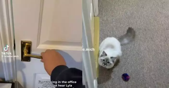 屋企辦公遇「最強干擾」 女飼主見萌貓坐門口等陪玩勁無奈：根本無法專心！