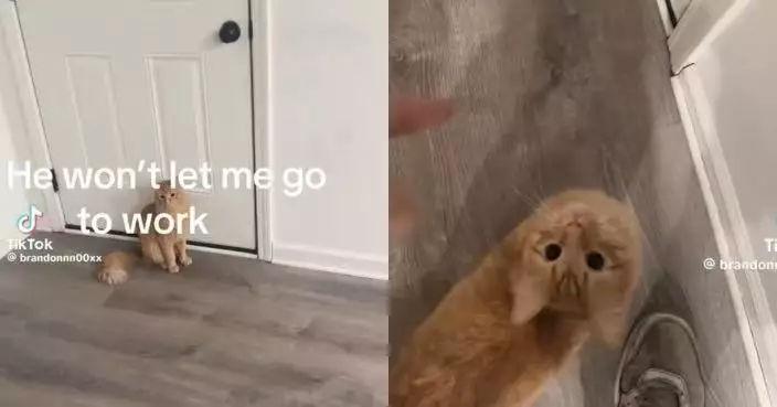 準備返工見家中橘貓嚴守門口 男子轉動門把即被貓爪拍打攔截哭笑不得