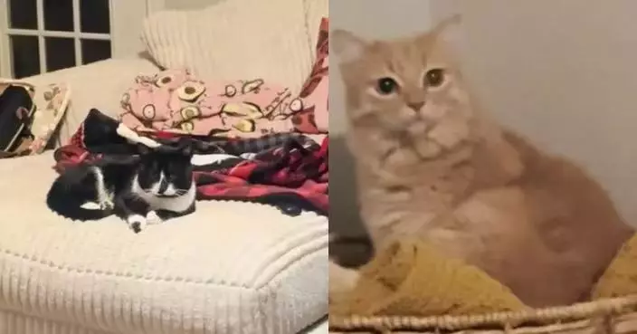 飼主暴風雪天收留流浪貓 原住民橘貓見對方霸梳化歎暖氣露不悅神情