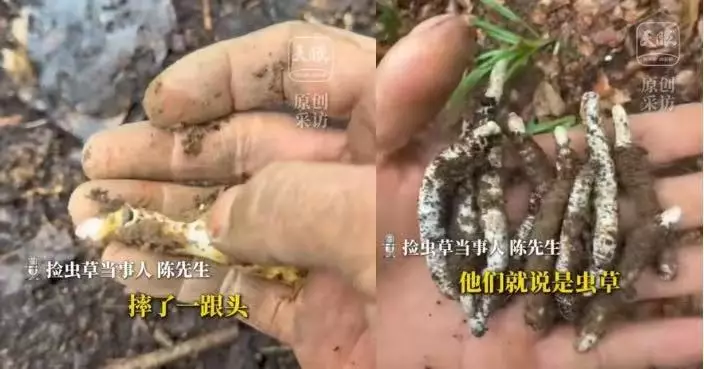 山區遊玩跌倒意外發現蟲草 內地男4日狂摘近400根估價逾3千 專家卻咁警告
