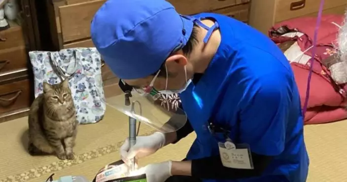 日牙醫登門看診遇嚴肅「家屬」見霸氣虎斑貓坐一旁全程陪診倍感壓力