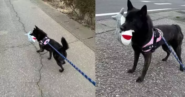 外出散步必叼鯊魚公仔炫耀 狗狗步行逾1小時仍拒鬆口萌翻網民