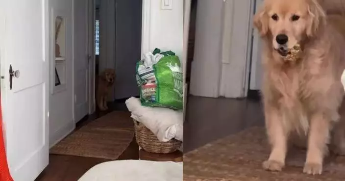出「奇招」喚醒 黃金獵犬叼「寵物致命朱古力」嚇到主人即刻彈起身