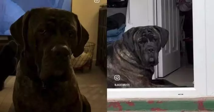 遭愛犬「詭異凝視」 女飼主憂其生病帶去睇獸醫意外揭自己懷孕