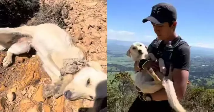 山區訓練遇遭棄受傷狗狗 善心運動員徒步逾10公里抱下山送醫後決定收養