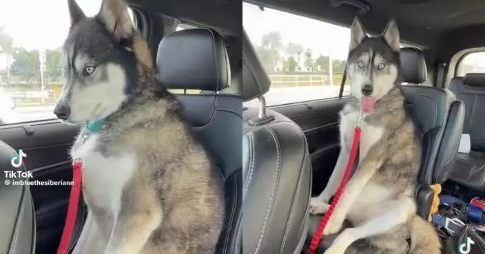 麻醉藥效未退！哈士奇犬返家途中神情飄忽吐舌露呆滯眼神惹爆笑