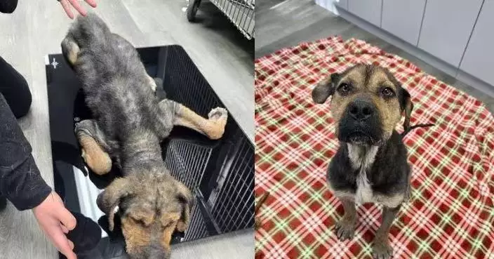 寒冬倒臥路邊 美流浪狗被送獸醫院體溫低到測不出 搶救48小時終撐過鬼門關