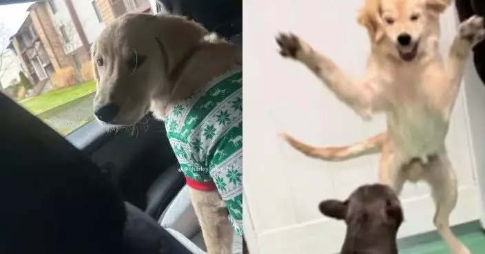 返工將愛犬送寵物托養所 女飼主收狗仔玩到失控「張牙舞爪相」哭笑不得