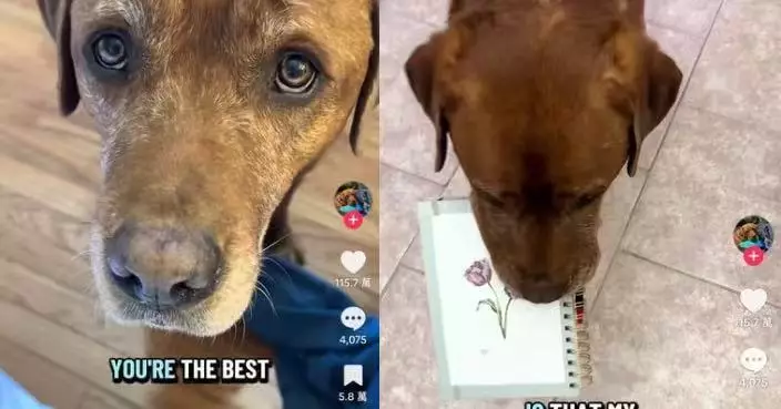 報讀服務犬遺憾落選 拉布拉多犬化身主人「小幫手」貼心幫叼衣物鞋子