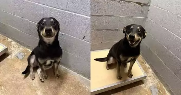 因年邁主人入院被送收容所 小狗憑「含淚燦笑照」獲關注成功覓新家