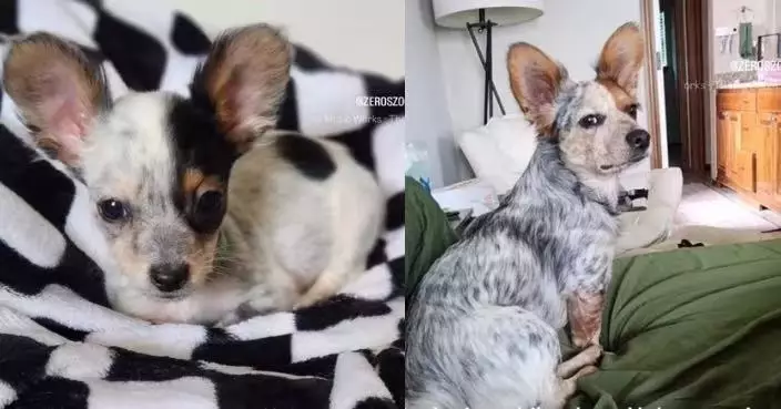 領養1磅迷你「吉娃娃」1年後暴風長成8公斤巨型犬 飼主笑言：被呃咗！