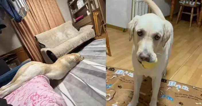 身體似「液體」般滑落地毯 拉布拉多犬「癱軟睡姿」引打工仔共鳴
